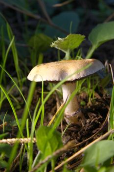 mushrooms on the ground, macro close up