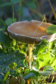 mushrooms on the ground, macro close up