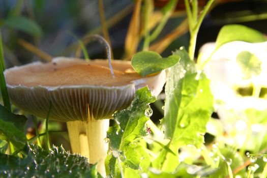 mushrooms on the ground, macro close up