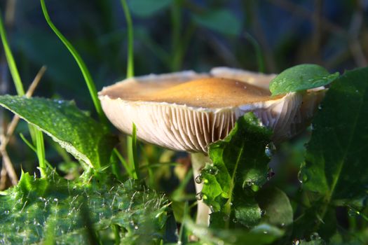 mushrooms on the ground, macro close up