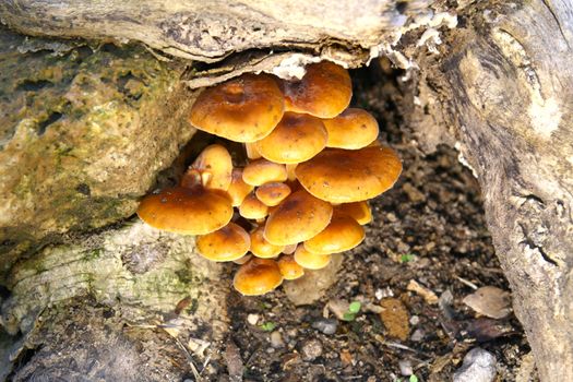 mushrooms on the ground, macro close up