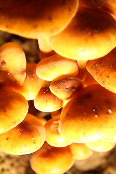 mushrooms on the ground, macro close up