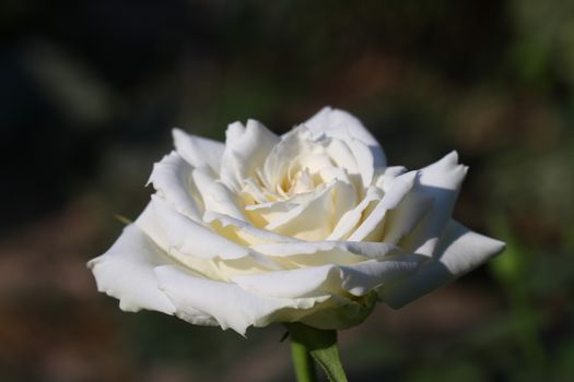white rose at the garden, macro close up