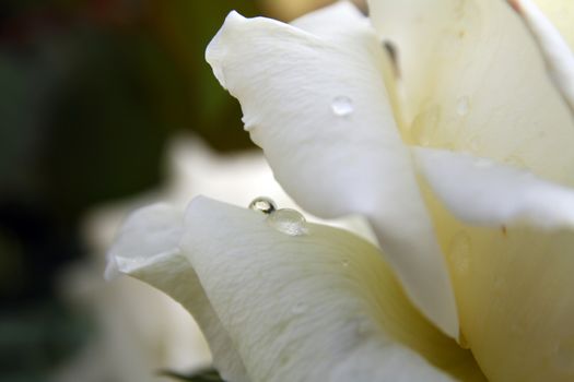 white rose at the garden, macro close up