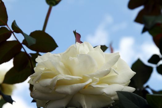 white rose at the garden, macro close up