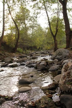 a small stream in the green forest