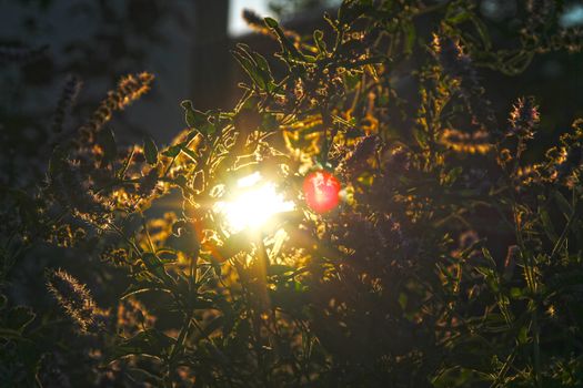 natural sun light ray between plants herbal