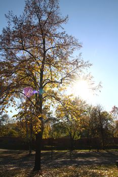 autumn trees with yellow leaves, sun light