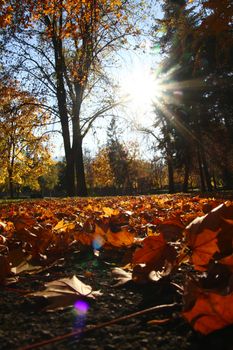 autumn trees with yellow leaves, sun light