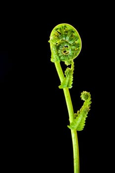 Freshness Green leaf of Fern on black background