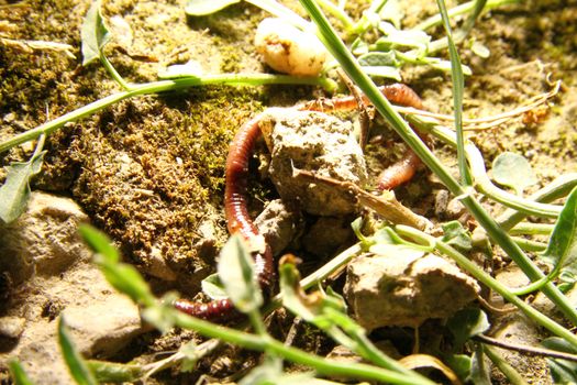 rainwater worm on the ground, close up macro