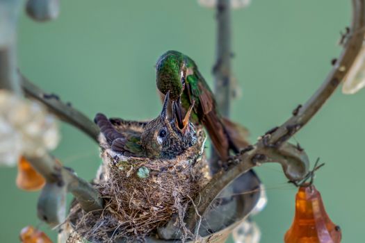 Adult hummingbird feeding its nestlings in the nest. The nest is made in a lamp