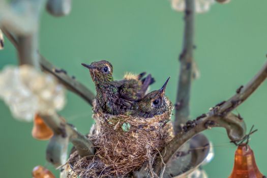 Two hummingbird chicks in the nest. The nest is made in a lamp