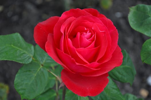 Beautiful single red rose in full bloom