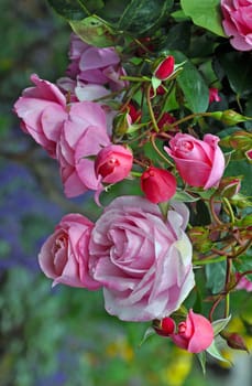 Beautiful pink spring roses and rosebuds