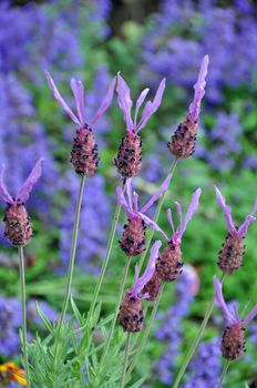 Pretty purple lavender flowers