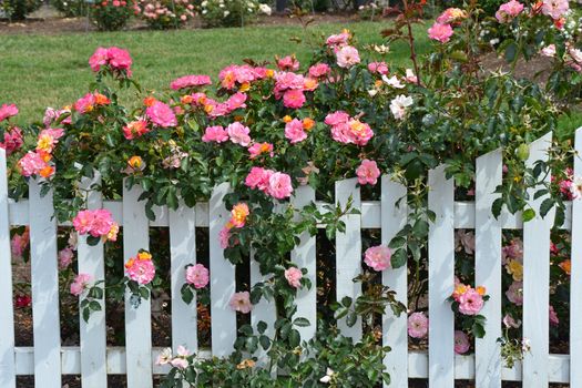 Beautiful pink roses growing on white picket fence