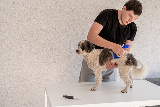 Stay home. Pet care. Man brushing his bichon frise dog