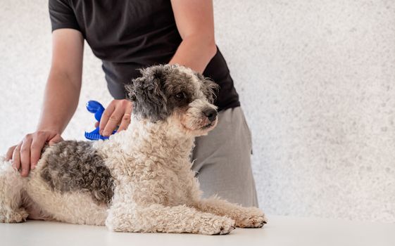 Stay home. Pet care. Man brushing his bichon frise dog. Copy space