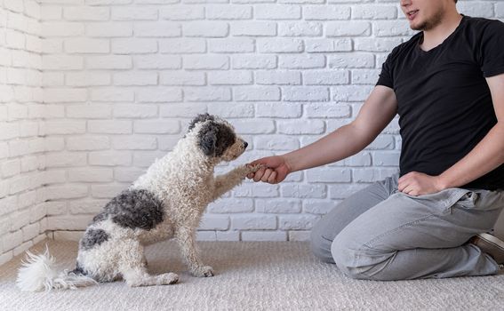 Stay home. Pet care. Young man training his bichon frise dog sitting at home