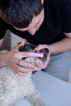 Stay home. Pet care. Man brushing teeth of a cute bichon frise dog