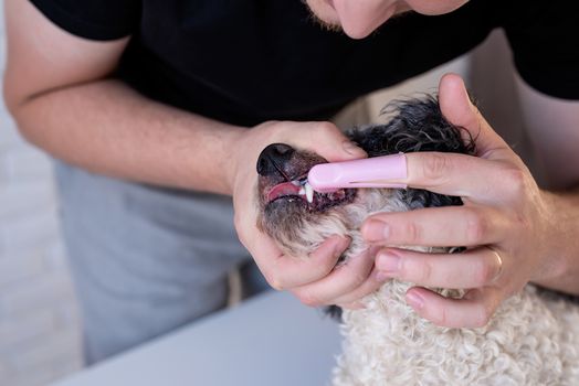Stay home. Pet care. Man brushing teeth of a cute bichon frise dog