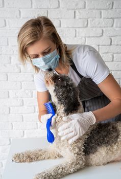 Stay home. Pet care. Blond woman in a mask and gloves grooming a dog at home