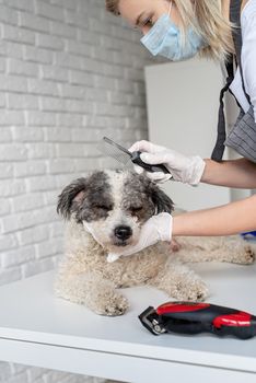 Stay home. Pet care. Blond woman in a mask and gloves grooming a dog at home