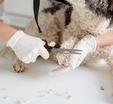 Stay home. Pet care. Woman hands in gloves grooming a dog at home