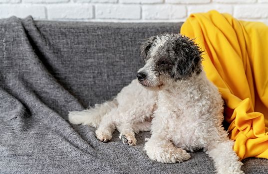 Stay home. Pet care. Cute bichon frise mixed breed dog on the sofa at home with copy space