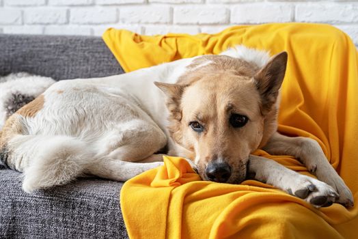 Stay home. Pet care. Tired mixed breed dog on the sofa at home