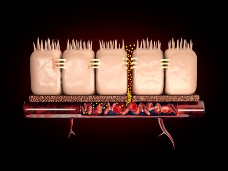 3d Rendering of leaky gut, in intestine with celiac disease and gluten sensitivity these tight junctions come apart