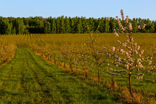 rows of large young apple garden selective focus evening sunlight shot