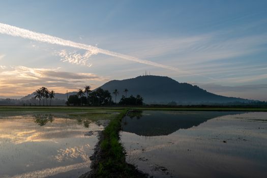 Early morning in wetland with reflection in water.