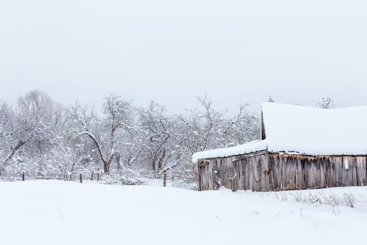 winter apple garden with old gray wooden barn and selective focus