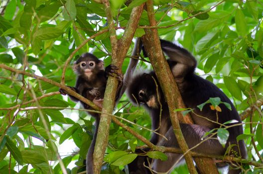 Dusky Leaf Monkey climb at green tree.