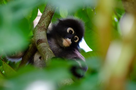 Dusky Leaf Monkey climb at tree in Penang National Park.