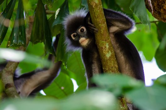 The dusky leaf monkey, langur at Penang forest.