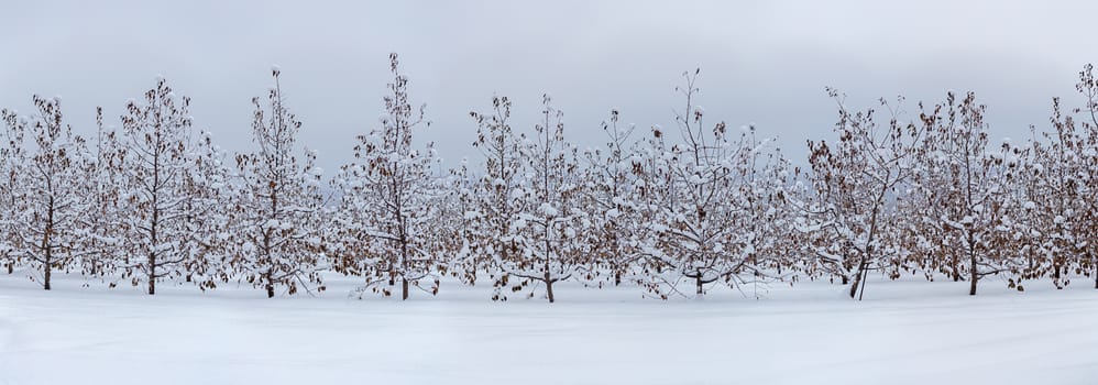 winter apple garden panorama with snow at cloudy daylight.