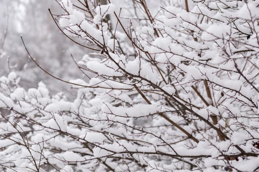 Snowy branches with selective focus. Abstract winter background in cloudy daylight.