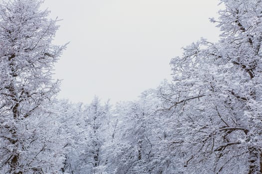 Top of frozen winter forest landscape at cloudy weather with soft light.