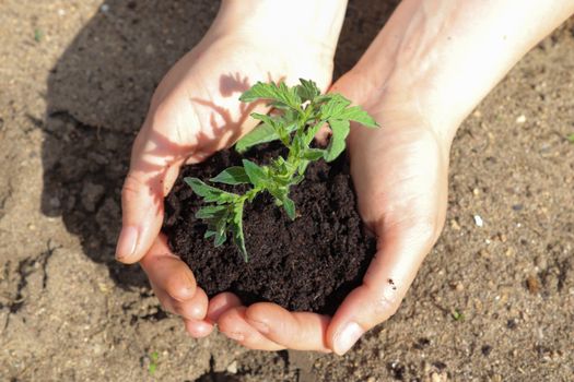 Human hands of a young woman holding green small plant seedling. New life concept.