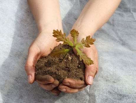 Human hands of a young woman holding green small plant seedling. New life concept.