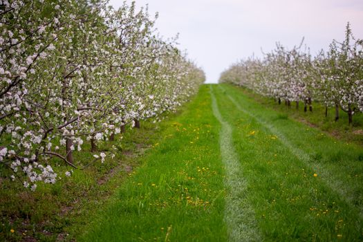 spring blooming apple orchard in cloudy weather with grass lawn and selective focus bokeh