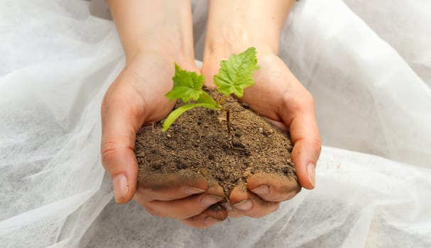 Human hands of a young woman holding green small plant seedling. New life concept.