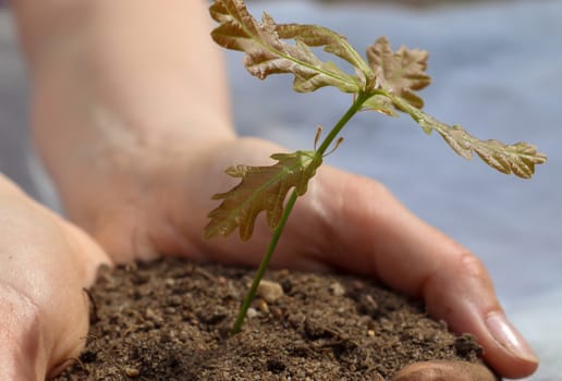 Human hands of a young woman holding green small plant seedling. New life concept.