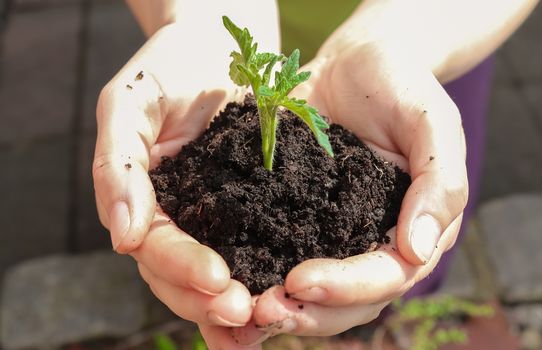 Human hands of a young woman holding green small plant seedling. New life concept.