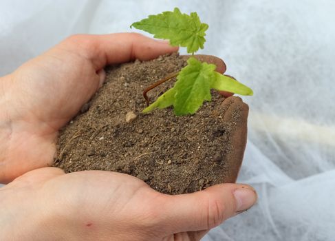 Human hands of a young woman holding green small plant seedling. New life concept.