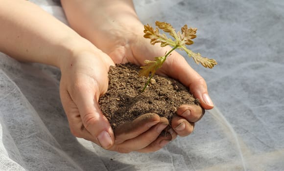 Human hands of a young woman holding green small plant seedling. New life concept.