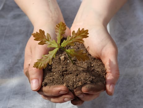 Human hands of a young woman holding green small plant seedling. New life concept.